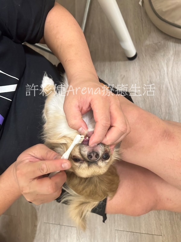 開箱體驗》毛孩的口氣新清術!打擊口臭,第一次就讓狗狗愛上刷牙~ - 第5張圖